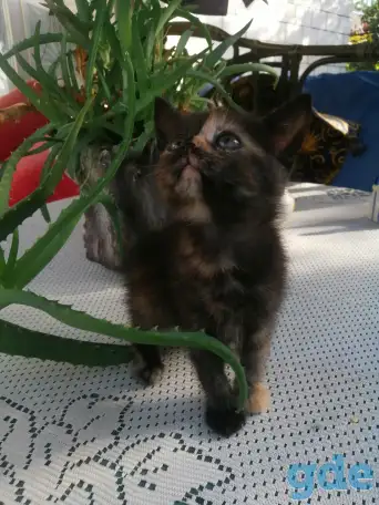Котенок уникальной расцветки, фотография 4