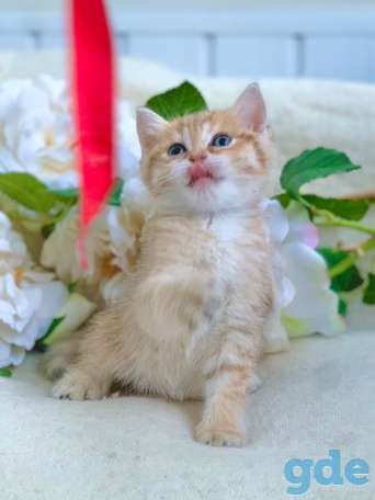 Котята шотландские ЗОЛОТАЯ ШИНШИЛЛА цена снижена!, фотография 7