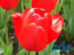 Луковицы тюльпанов, фотография 2