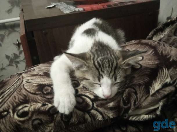 Отдам котенка, фотография 4