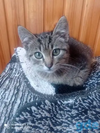 Котенок в дар, фотография 5