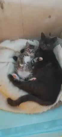 котята даром, фотография 2
