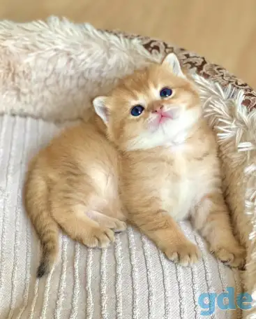 ЗОЛОТАЯ ШИНШИЛЛА шотландские котята, фотография 2