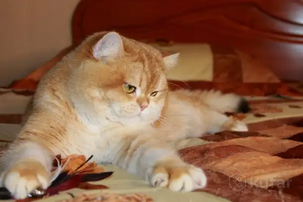 Племенной кот., фотография 1