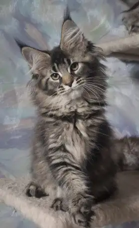 Котята Мейн-кун, фотография 4