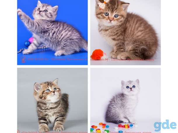 БРОНЬ котята британская короткошерстная, фотография 6