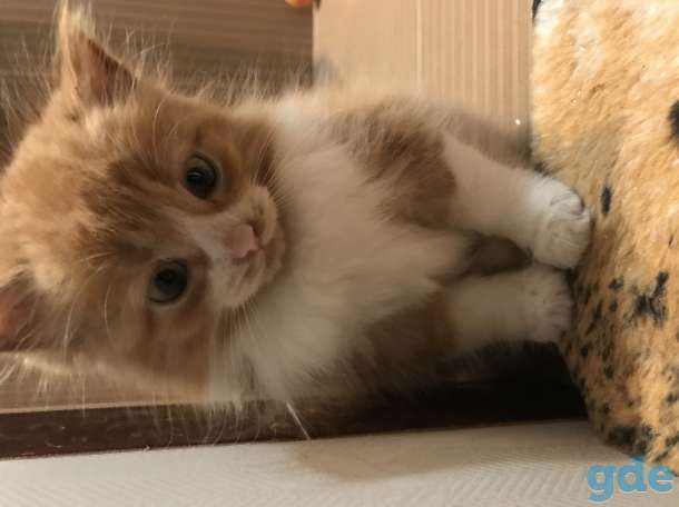 Котёнок рыжий, фотография 7