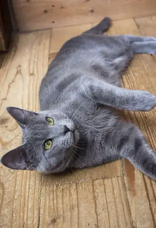 Кот Маус, кастрирован., фотография 5