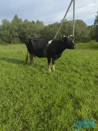 Продам корову, фотография 5