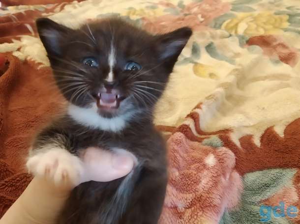 Котенок в дар, фотография 2
