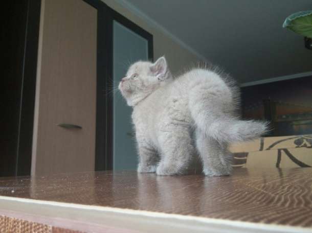 Продам британского котенка, фотография 3