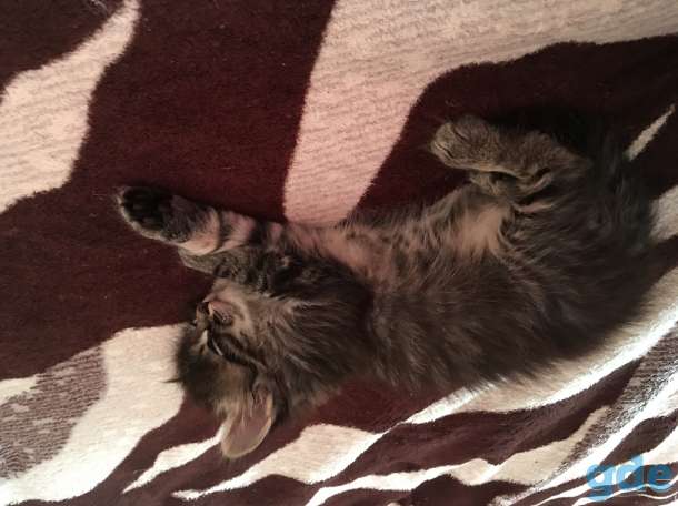 Котята, фотография 3