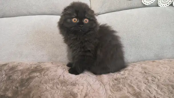 Шотландский котёнок, фотография 3