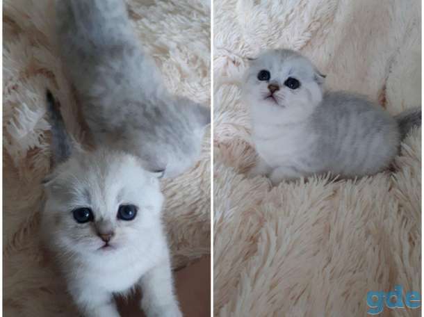 Котята шотландские серебристой и золотой шиншилки, фотография 6