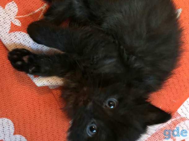 Котята в дар, фотография 5