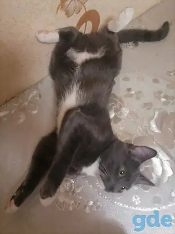 Котик в добрые руки, фотография 3