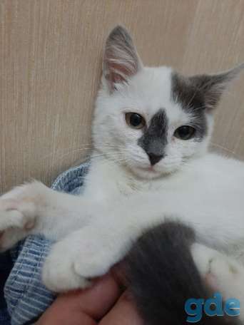 Котенок ищет дом, фотография 1