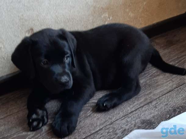 Щенки Лабрадора, фотография 3