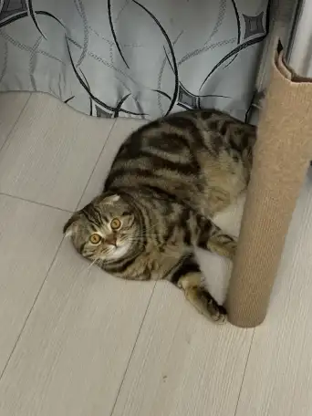 Шотландские котятатабби, фотография 6