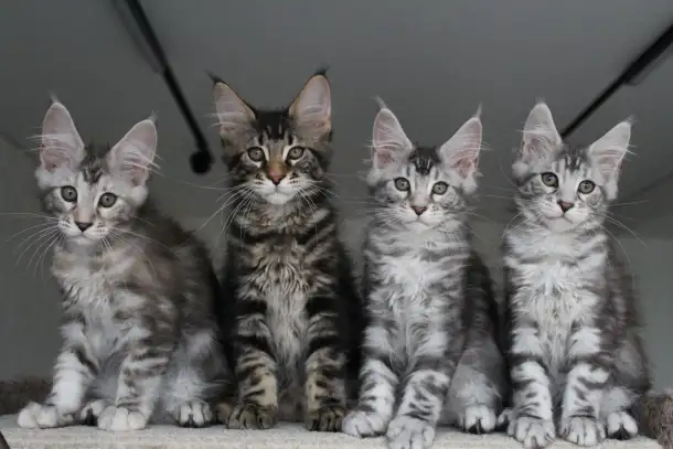 Котята мейн кун!, фотография 1