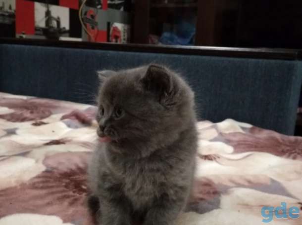 Милые ШОТЛАНСКИЕ КОТЯТА, фотография 6