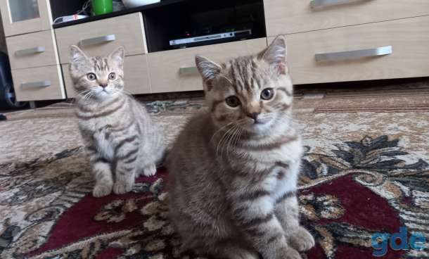 Британские котята, фотография 4