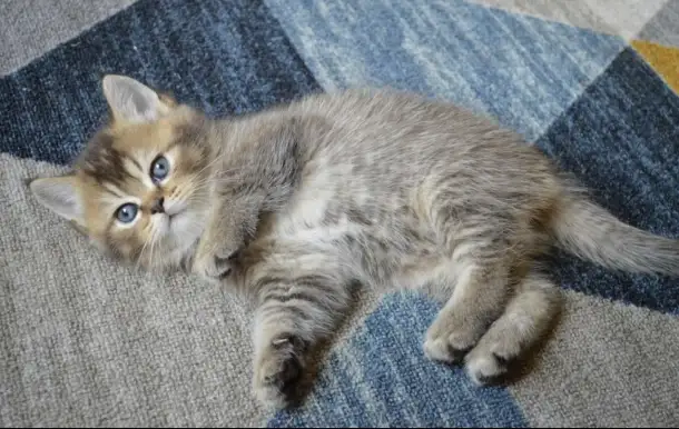 Шотландские прямоухие котята, фотография 3