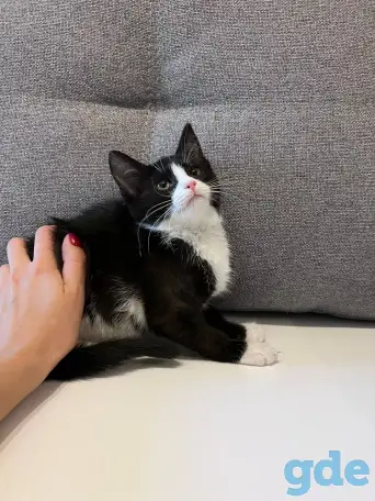 Котёнок в дар, фотография 5