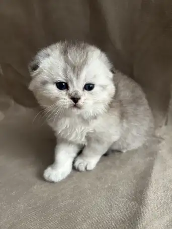 Шотландские вислоухие котята, фотография 4