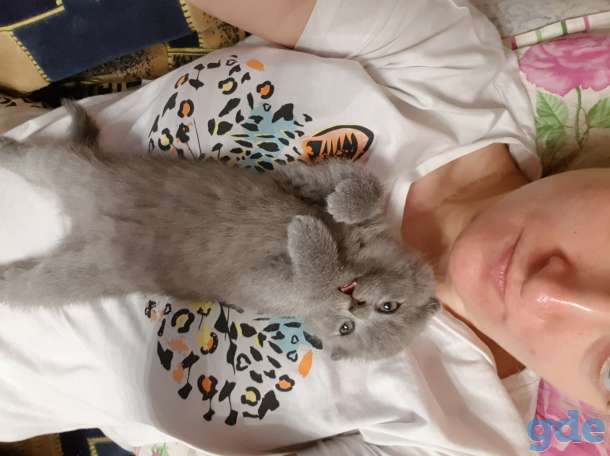 вислоухие котята, недорого!, фотография 2