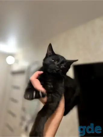 Котята в дар, фотография 2
