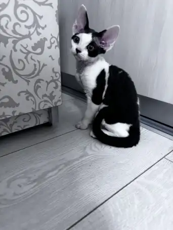 Котята девон рекс, фотография 5
