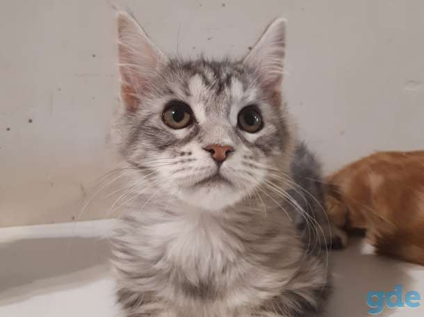 Котята Мейн КУН, фотография 5