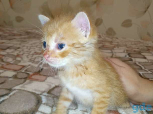 Рыжый котенок, фотография 4