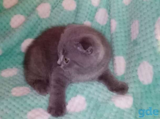 Котята британцы, фотография 4