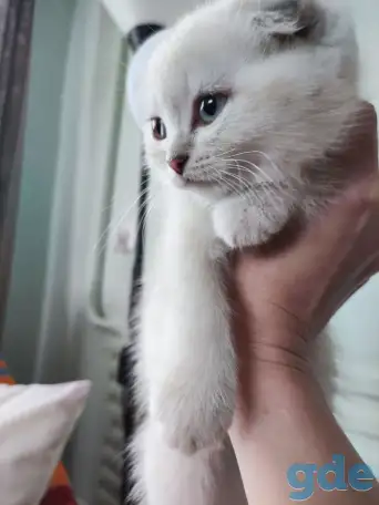 Шотландские котята, фотография 10