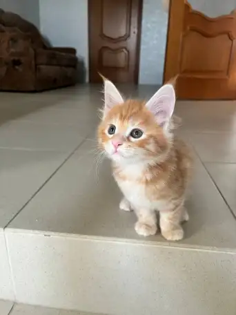 Котята, фотография 1