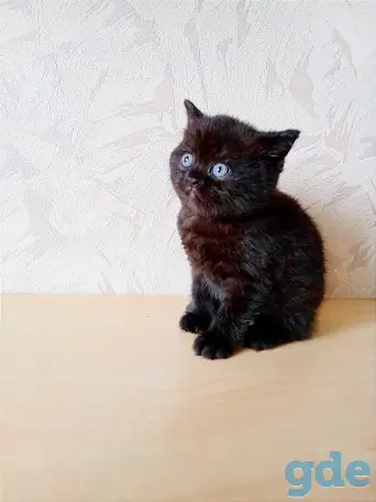 Шотландские котята, фотография 8