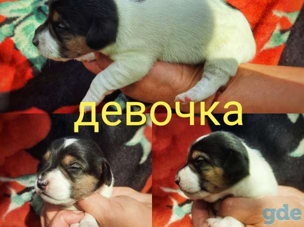 Щенки джек рассел терьера, фотография 3