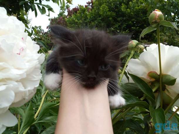 Отдам котят в хорошие руки, фотография 3