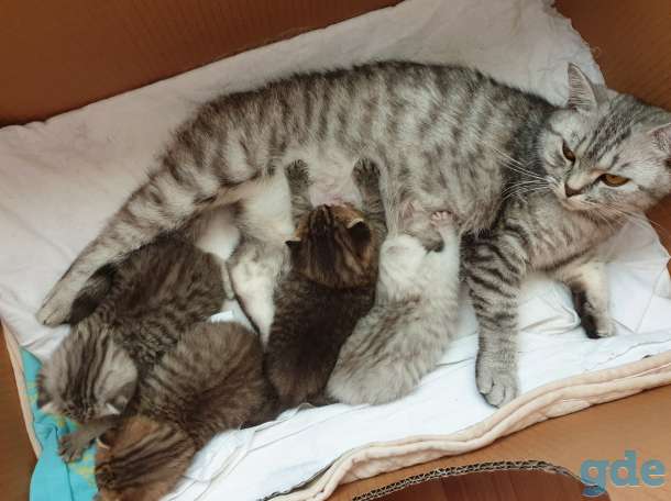БРОНЬ котята британская короткошерстная, фотография 1