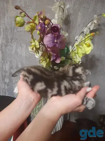 котята шотландские (страйт,фолд), фотография 2