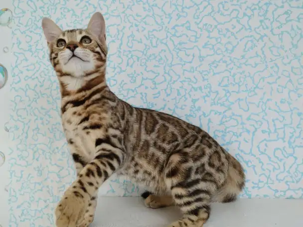 бенгальские котята, фотография 2
