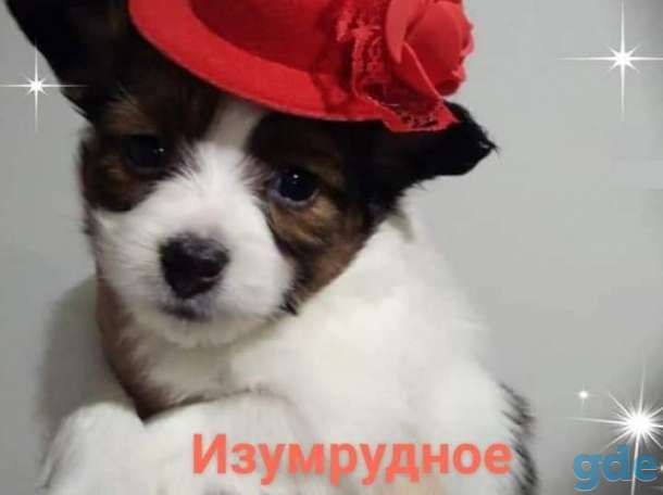 папийона щенок девочка, фотография 2