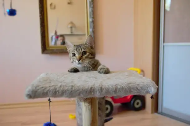 Полосатый котенок Лёлик спасен с улицы и ищет дом и любящую семью!, фотография 14
