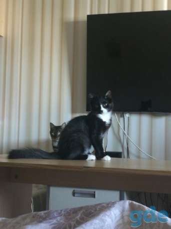 Котенок ищет дом, фотография 3