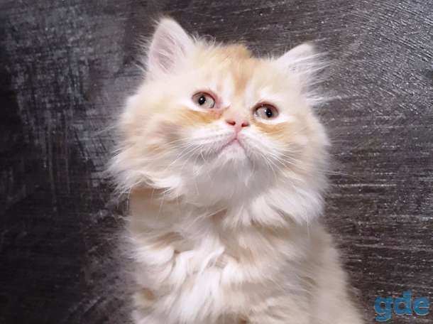 Британские котята, фотография 1