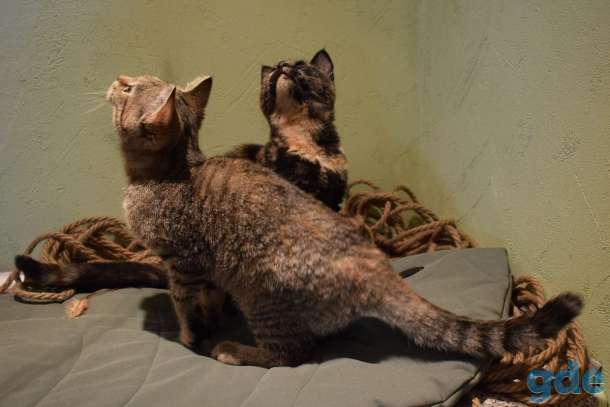 Европейские котята, фотография 1