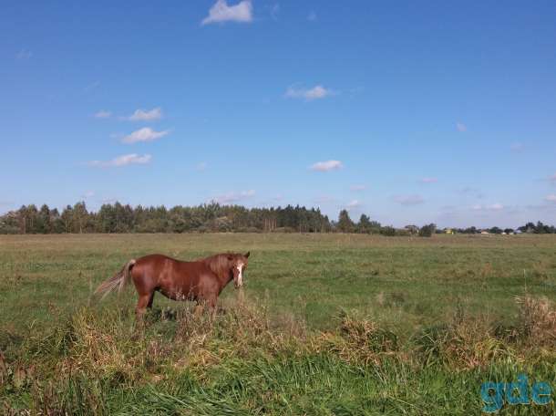 Продам лошадь, фотография 1