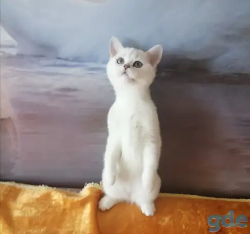 Британские котята, фотография 2